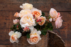 Moonlight in Paris™ - 90cm/3ft Standard