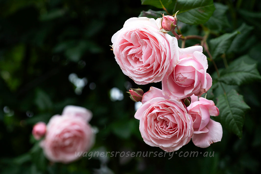 Nahema Clg™ - Potted Rose