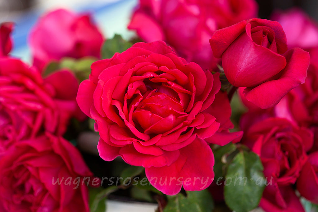 New Papa Meilland® - Potted Rose