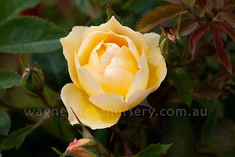 Paolo™ - Potted Rose