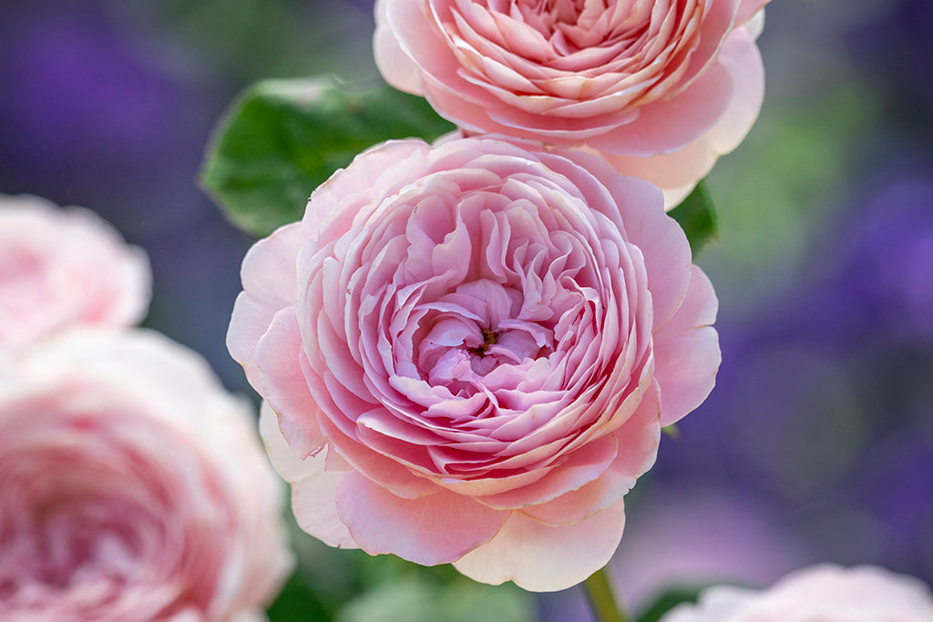 Queen of Sweden™ (Austiger)