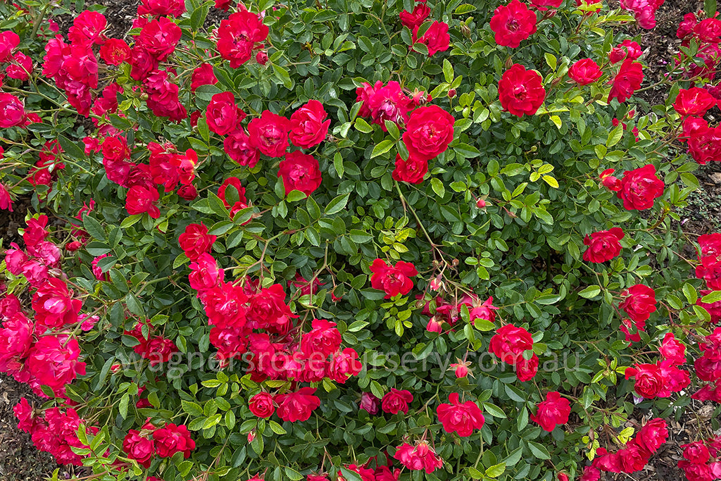 Red Drift® - Potted Rose