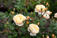 Roald Dahl (Ausowlish) - Potted Rose