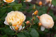 Roald Dahl (Ausowlish) - Potted Rose