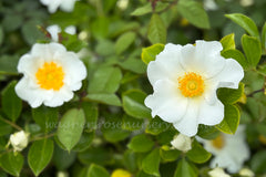 Rosa Laevigata Clg