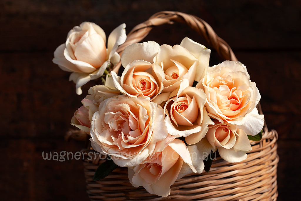 Shirley's Rose