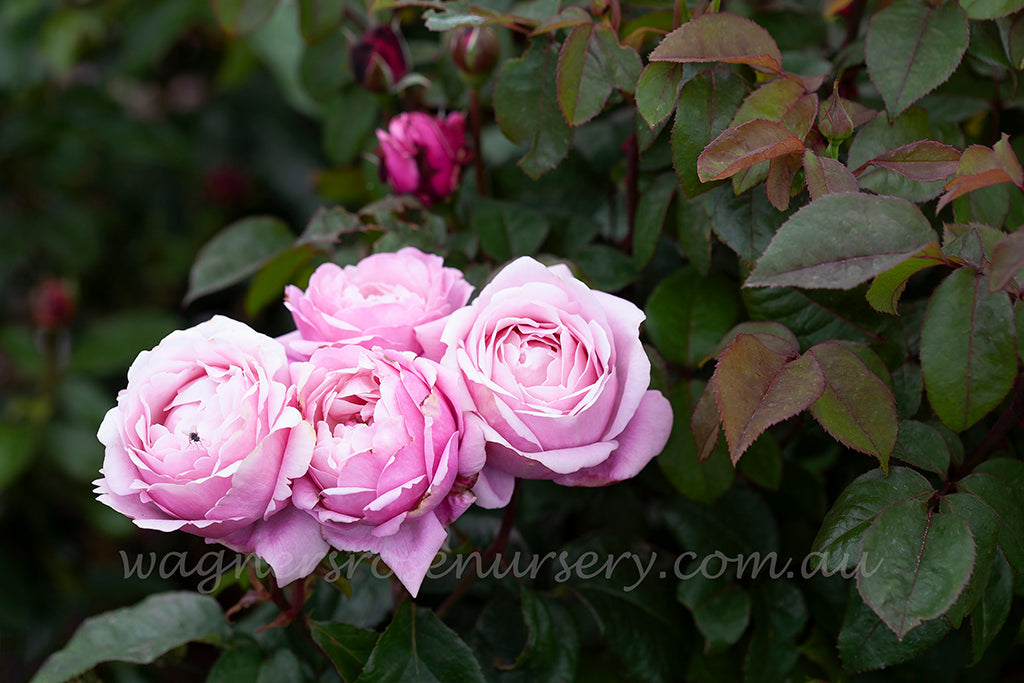 Soeur (Sister) Emmanuelle