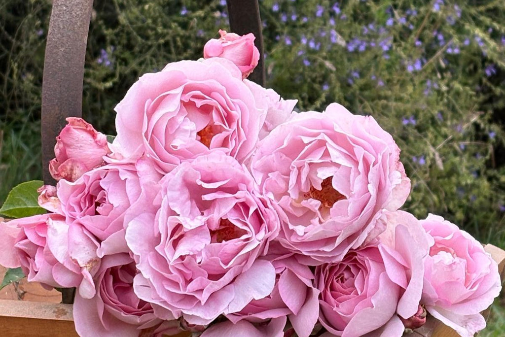 Souvenir de Louis Amade™ - Potted Rose
