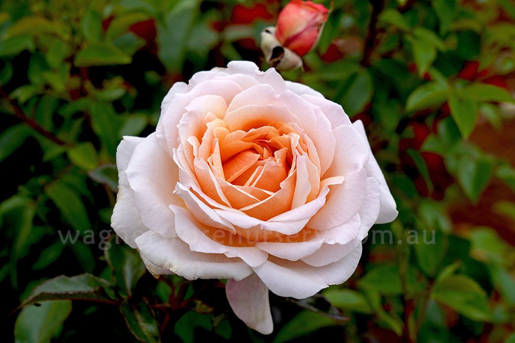 Spicy Parfuma - Potted Rose