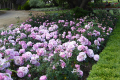 Souvenir de Louis Amade