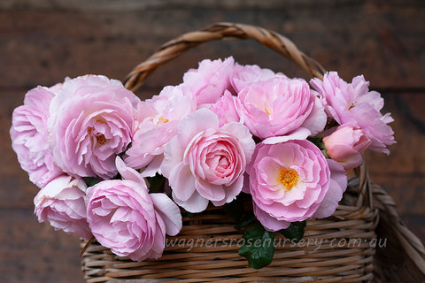 The Ancient Mariner (Ausoutcry) - Potted Rose