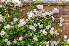 The Lady of the Lake® Clg (Ausherbert)
