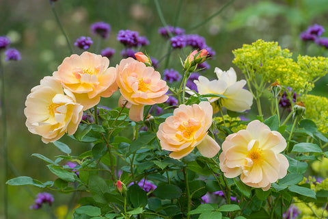 The Lark Ascending™ (Ausursula)