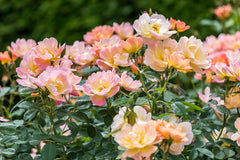 The Lark Ascending™ (Ausursula)