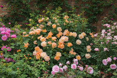 The Lark Ascending™ (Ausursula)