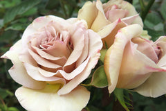 Vintage - Potted Rose