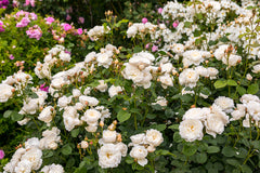 William and Catherine (Ausrapper) - Potted Rose