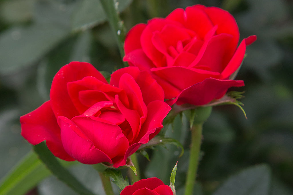 Zepeti® - Potted Rose