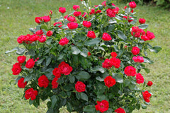 Zepeti® - Potted Rose