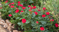 Zepeti® - Potted Rose