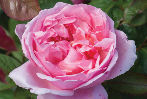 Brother Cadfael® (Ausglobe) - Potted Rose
