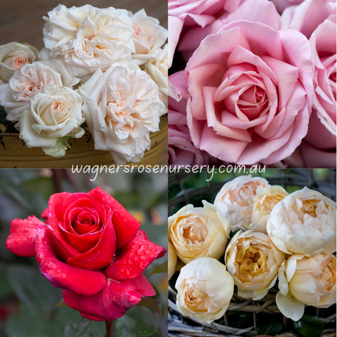 Highly Perfumed Bundle