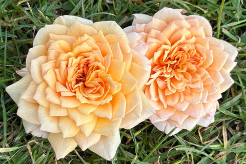 Grace (Auskeppy) - Potted 90cm Standard Rose