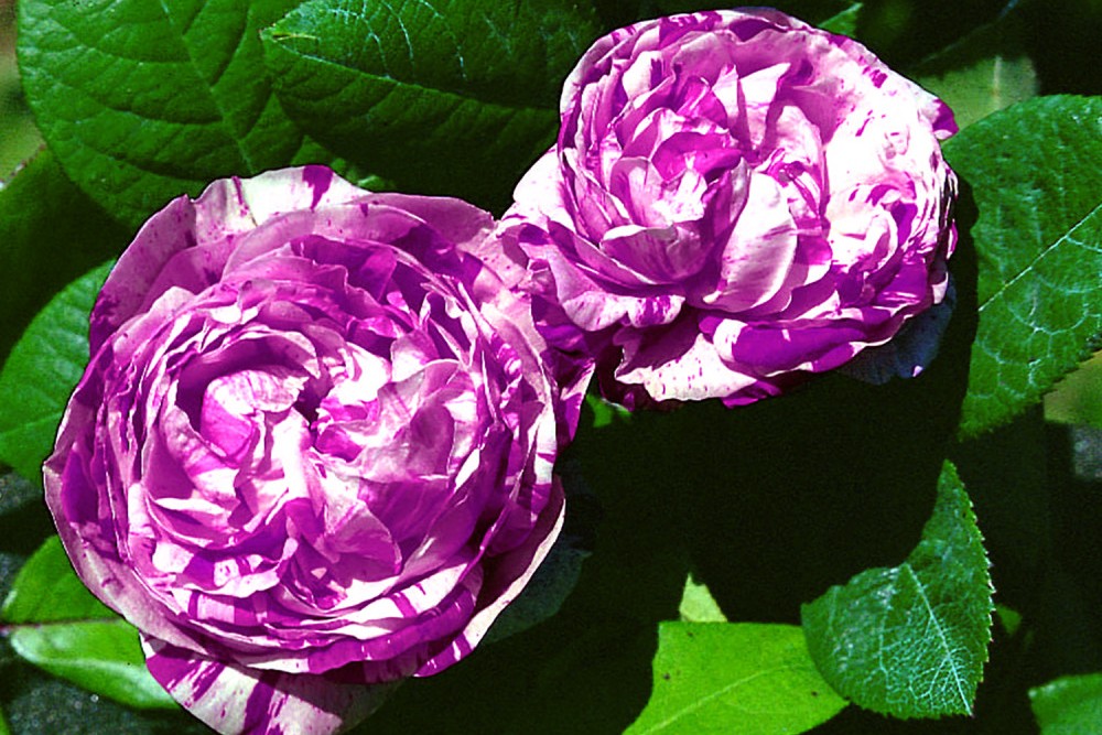 Variegata di Bologna