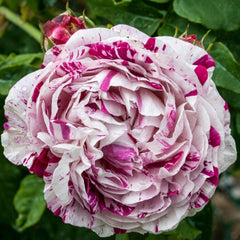 Variegata di Bologna