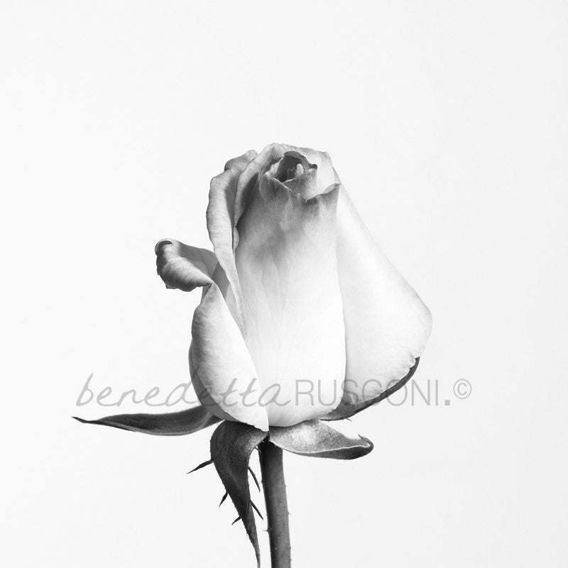 Princesse (Princess) de Monaco (B&W)