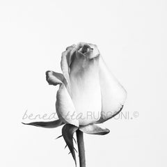 Princesse (Princess) de Monaco (B&W)