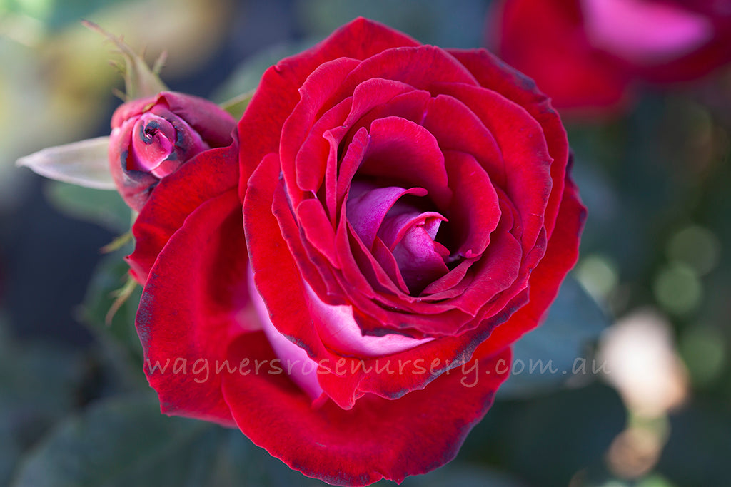 A Daughter's Gift - Potted Rose