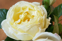 Amnesty International Clg™