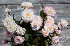 Australian Beauty - Potted Rose