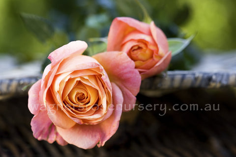 Bengali - Potted Rose