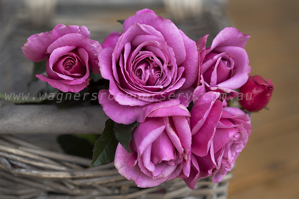 Belle Parfume™ - Potted Rose