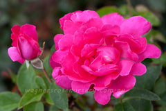 Best Friend™ - Potted Rose