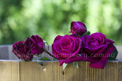 Blackberry Nip - Potted Rose