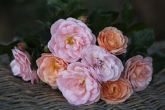 Bordure Nacree™ - Potted Rose