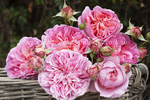 Boscobel (Auscousin) - Potted 90cm Standard Rose