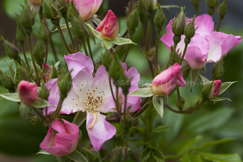 Carabella - Potted Rose