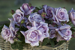 Charles de Gaulle - Potted Rose