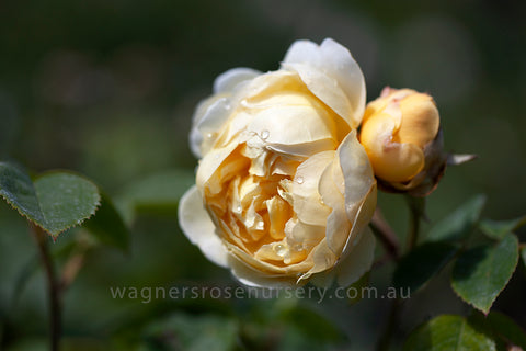 Charles Darwin (AUSpeet) - Potted Rose