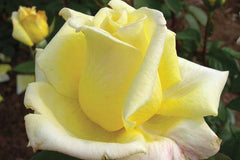 Close to You™ - Potted Rose