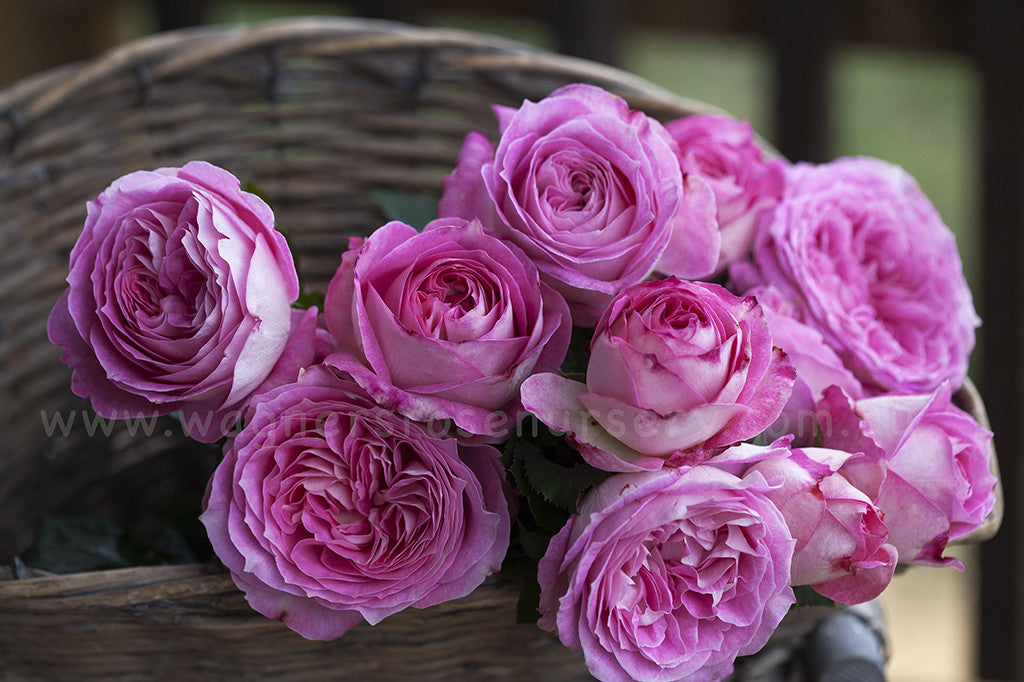 Coconut Ice - Potted Rose