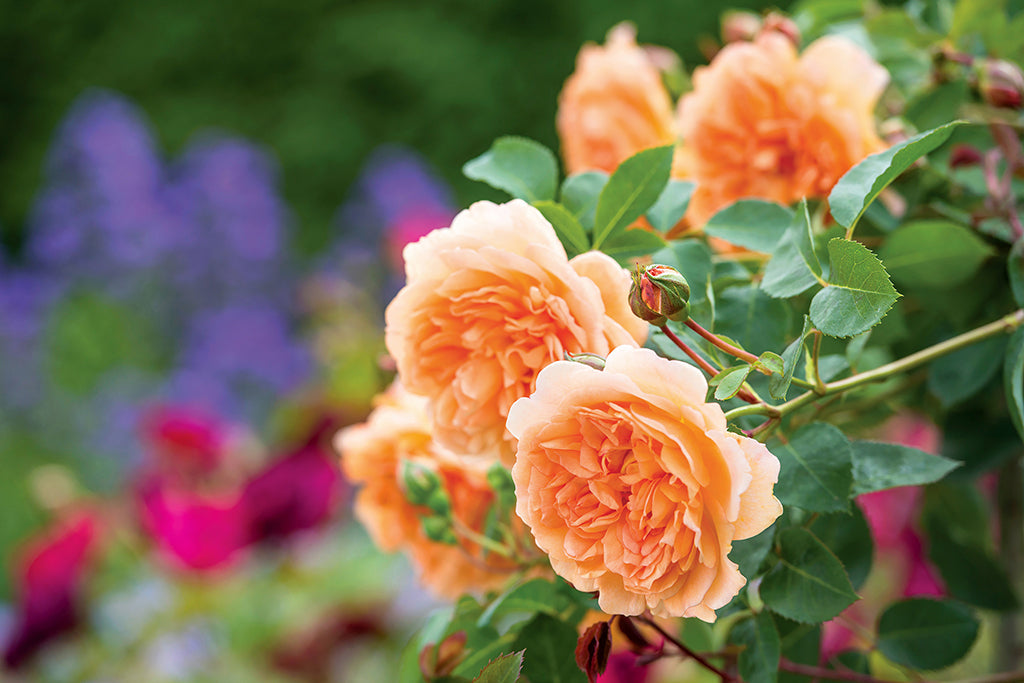 Dame Judi Dench (Ausquaker) - Potted Rose