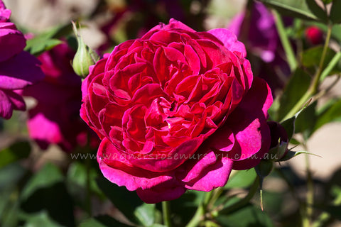 Darcey Bussell® (Ausdecorum) - Potted Rose