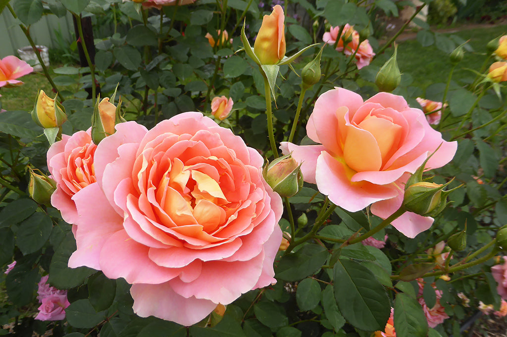 Darling Charlie - Potted Rose