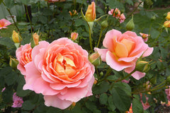 Darling Charlie - Potted Rose