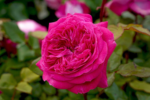 Delightful Parfuma - Potted Rose